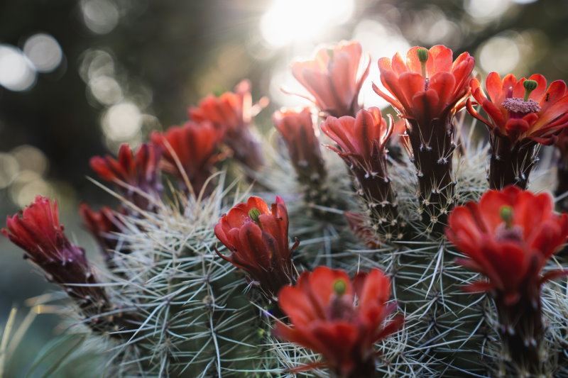 Blütender Kaktus